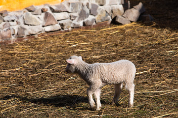 sheep at farm eating hay