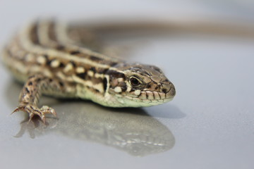lizard on a rock