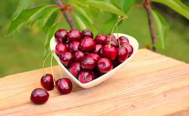 kirschen in der schale   kirschbaum   garten