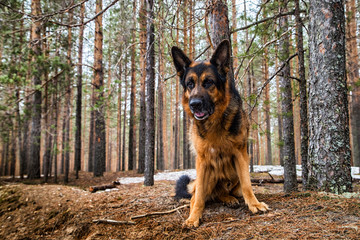Dog German Shepherd in the forest in an early spring