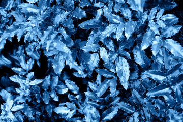 Creative layout of blue leaves. Nature background.