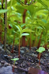 Impatiens balsamina, commonly known as balsam, garden balsam, rose balsam, touch-me-not or spotted snapweed