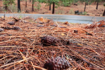 Pinecones laying on the forest floor