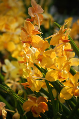 Yellow Orchids in the sunshine garden