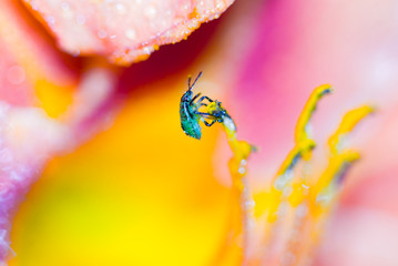 Soft focus, Macro photo, bright, colorful background with a picture of a small insect in a flower close-up