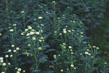 Flowers that are popularly grown in northern Thailand.