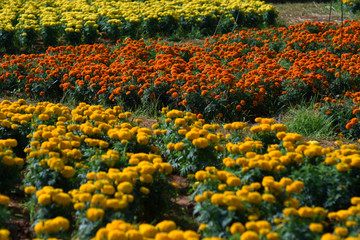 Fototapeta premium moment of Beautiful flower in the garden.