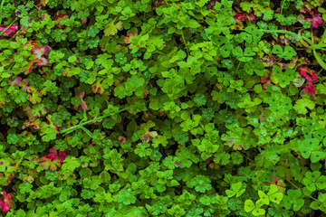 high angle view of clover and plants bush illuminated by sunlight in december full frame image
