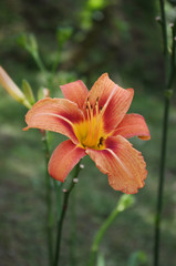 Red Hibiscus in the garden