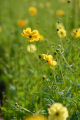moment of Beautiful Cosmos flower in the garden.