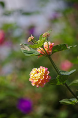 Lovely Colourful Flower in the Garden