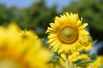 Fototapeta premium moment of Beautiful sunflower in the garden.