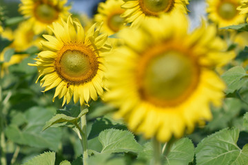 moment of Beautiful sunflower in the garden.