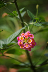 Lovely Colourful Flower in the Garden
