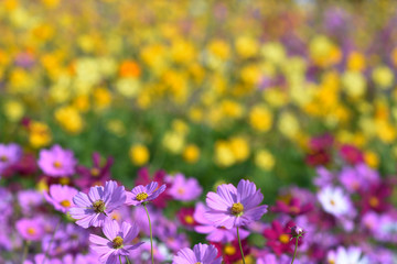 Fototapeta premium moment of Beautiful Cosmos flower in the garden.