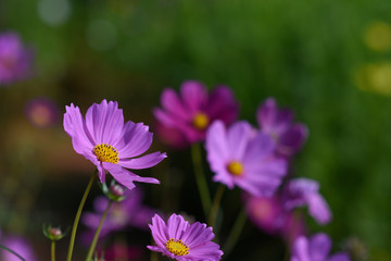 Fototapeta premium moment of Beautiful Cosmos flower in the garden.