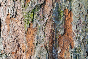 pattern of lime bark