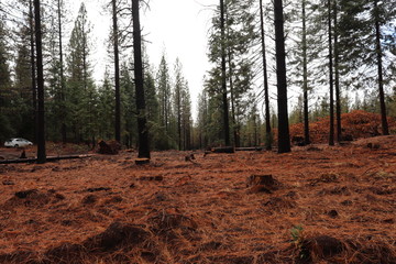 Forest on small hill