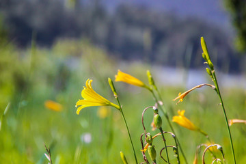 Altay beautiful wild yellow lilies close up