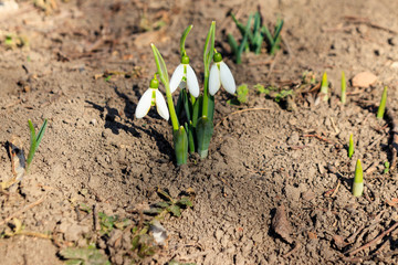 White snowdrop flowers (Galanthus nivalis) on early spring