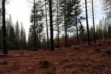 Forest on small hill
