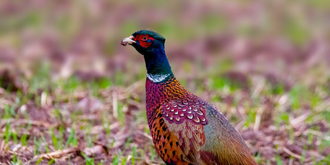 Bird of prey in wild nature