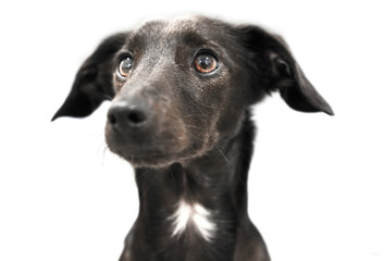 Portrait of a small black dog