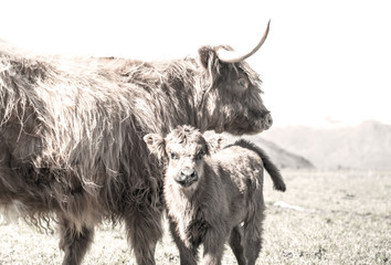 Bull with large horns & Calf