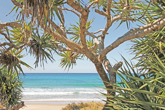 Beautiful Australian Beach with Coastal Trees