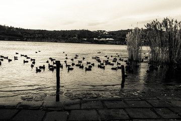 Ducks on Lago D'Averno
