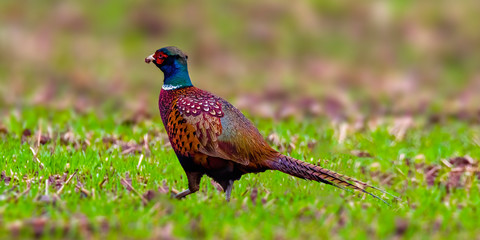 Bird of prey in wild nature
