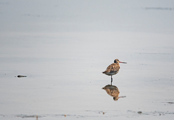 bar-tailed Godwit - limosa lapponica -shore bird in Entrance NSW Australia