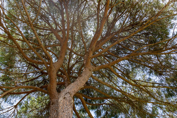 Old pine tree branches from the bottom 
