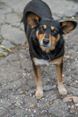 Photo of stray dog, big ears.