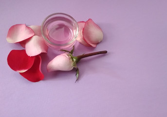 Rose  water, essential oil , with  pink flower and  petals on lilac ,purple background, spa and aromatherapy cosmetic concept, copy space