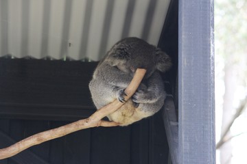 Koala 1.4