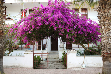 Fototapeta na wymiar beautiful porch gate with lilac flowering bush
