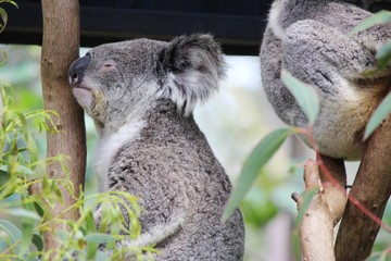 Koala 2.4