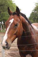 Naklejka premium caballo