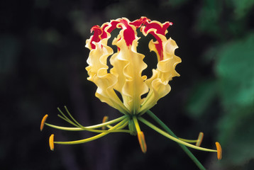 Gloriosa Superba. Glory lily. Family: Liliaceae. A young flower of the glory lily.