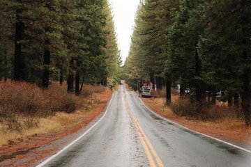 Obraz premium Road in forest
