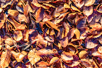 detail of leaves in bright sun at the Taunus forest