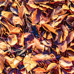 detail of leaves in bright sun at the Taunus forest