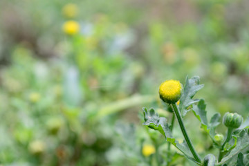 Close up, Beautiful Yellow flowers
