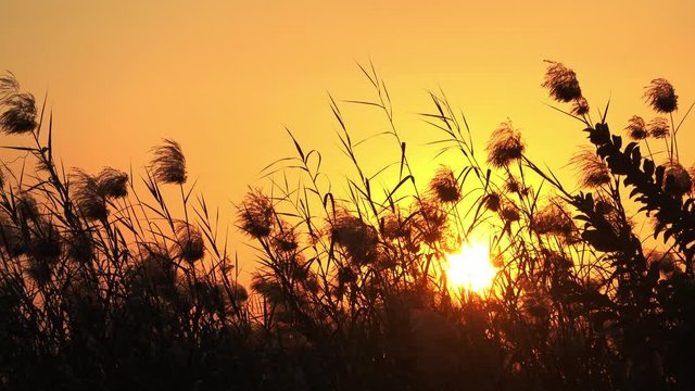 silhouette of grass with sunset in the everning