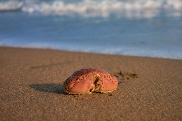 shell on the beach