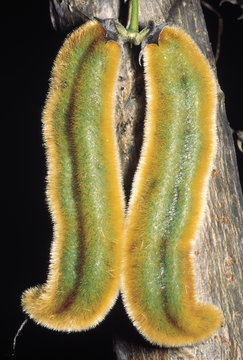 Mucuna Prurita. Family: Fabaceae. This bean-like climber has pods which are covered with thousands of tiny hair. These hair cause tremendous itching 