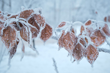 Tree branch with yellowed and snow-covered leaves after a severe frost and fog.