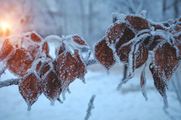 Tree branch with yellowed and snow-covered leaves after a severe frost and fog at sunset.
