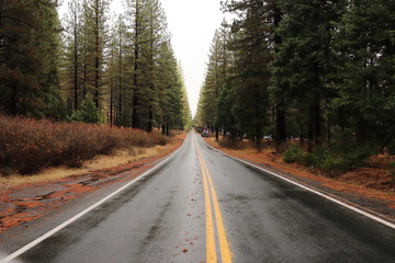 Naklejka premium Road in forest